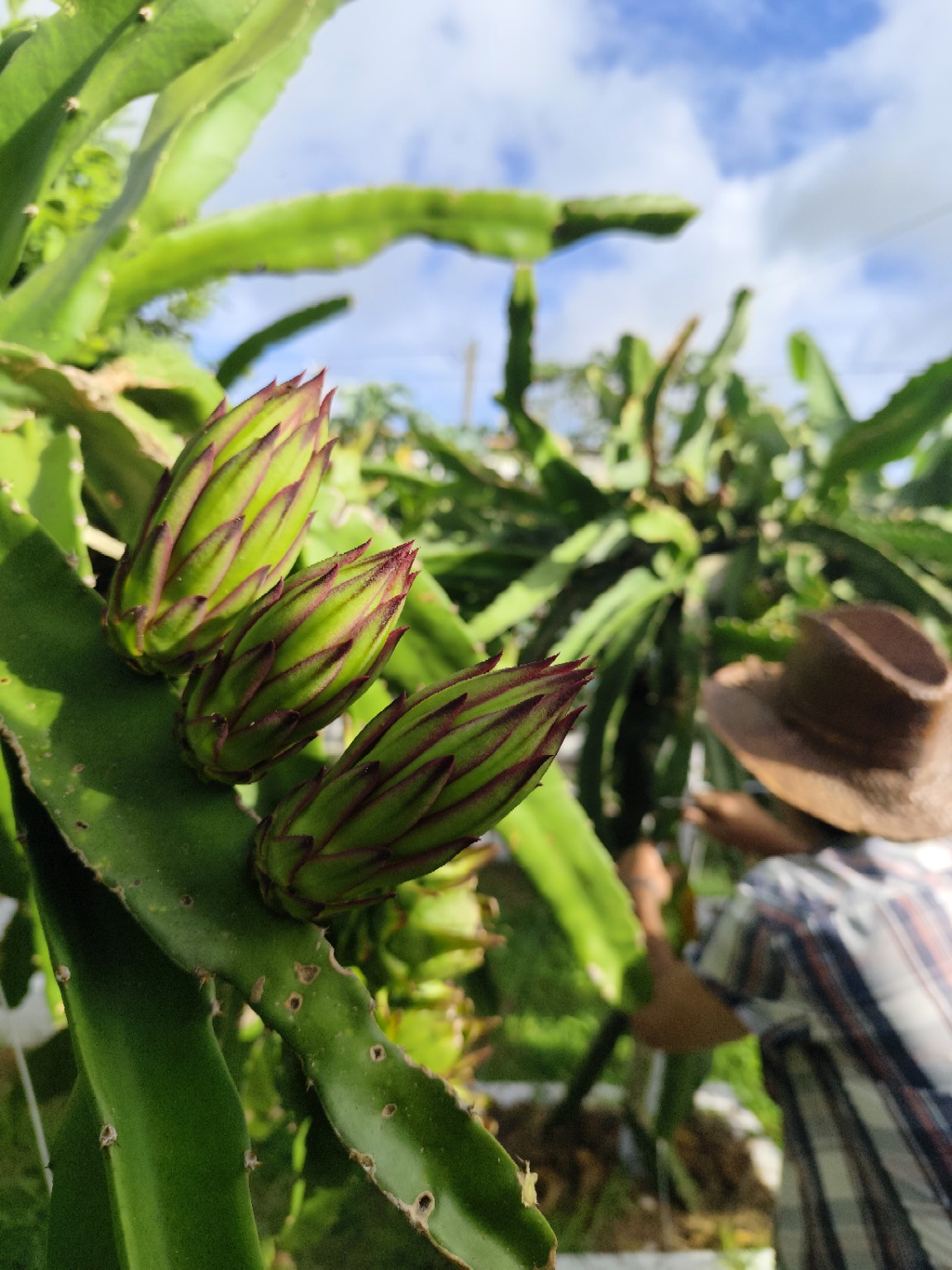 Botões de flor na planta de pitaya