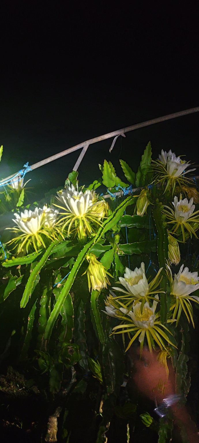 Flores de pitaya abertas durante a noite