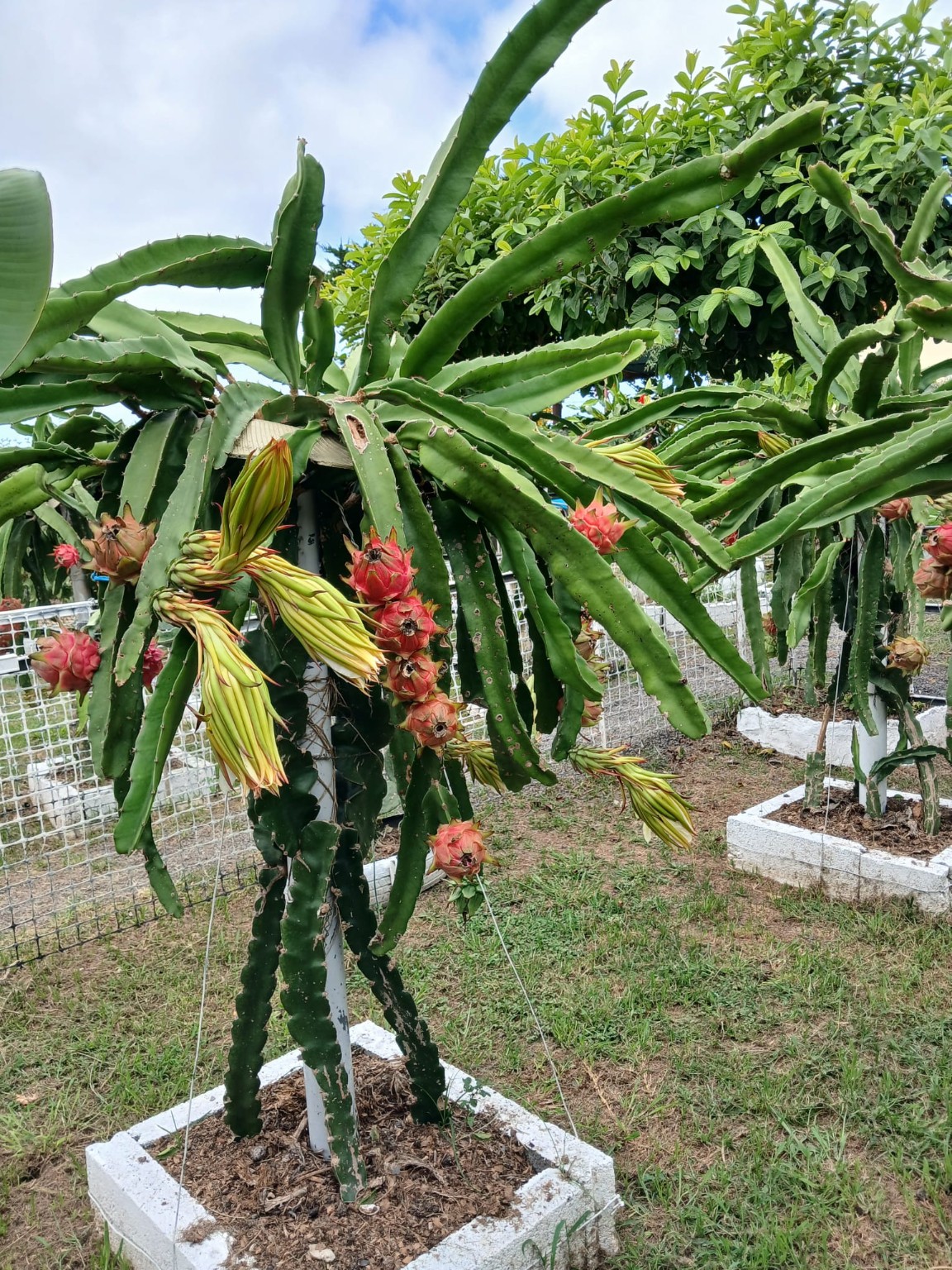 Plantas de pitaya com frutos na exploração